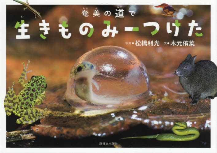 奄美の道で 生きものみーつけた